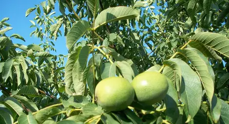 Резитба на орехи показват експерти в Стамболово