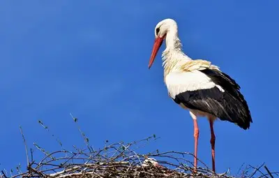 Щъркел избра да зимува в Тетово