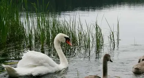 България отбелязва Световния ден на влажните зони