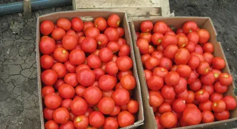 Крадливо семейство набрало 65 кг домати от чужда нива Крадливо семейство набрало 65 кг домати от чужда нива