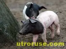 2/3 от англичаните признават, че живеят в "кочини"