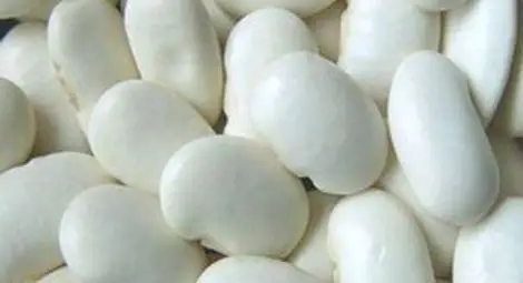 Житницата Добруджа вади три нови вида фасул