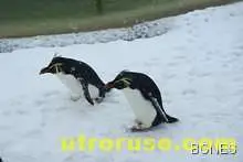 Откриха защо пингвините не могат да летят