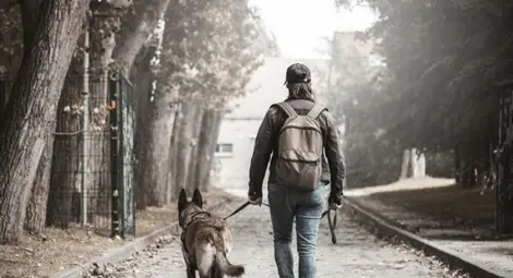 Залагат нови зловещи капани за кучета - кренвирши с гвоздеи