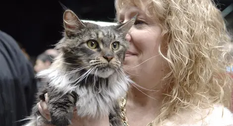 Турска ангора стана национален шампион