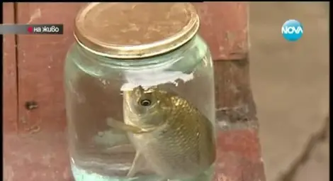 Къщите в Мизия са пълни с риба