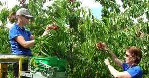 Добивите на череши в Русенско със 100 кг под средните в страната