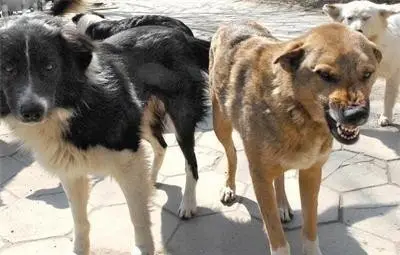 Девет кучета нападнаха деца на път за училище във Видин, двама мъже ги спасиха Девет кучета нападнаха деца на път за училище във Видин, двама мъже ги спасиха