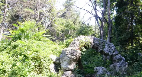 Див орех и подивели храсталаци са превзели алпинеума в парка