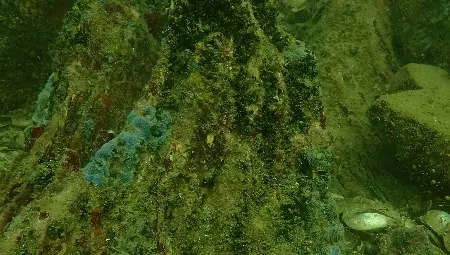 Проф. Христо Пимпирев гостува в Русе за откриването на изложбата "Подводна вкаменена гора"