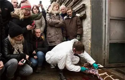 Защо децата в Дания гледат спокойно разфасоването на жирафа Мариус