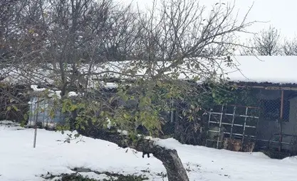 Ябълка от Божичен не стигна финала на &bdquo;Дърво с корен&ldquo;, но трогна организаторите