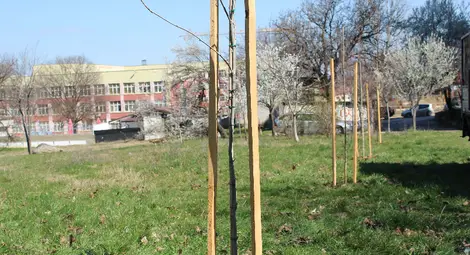 Русенци засадиха млади дръвчета в кв. &ldquo;Дружба 1&rdquo;