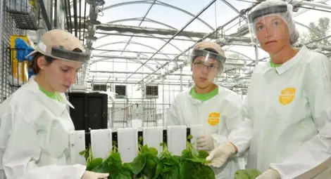 Medicago изпитва ваксина срещу COVID-19 на основата на тютюнево растение