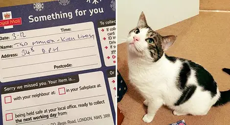 Коледна пратка до котарак вгорчи делника на стопанката му