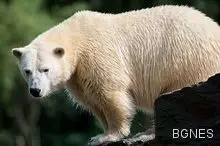 Митичният снежен човек Йети всъщност бил вид древна бяла мечка 