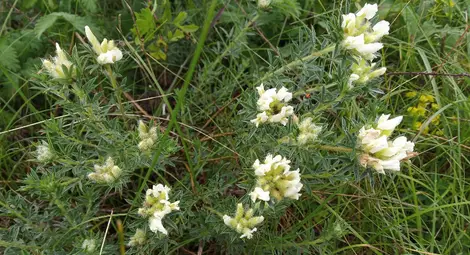 Ковачев зановец Снимка: доц. д-р Стоянов