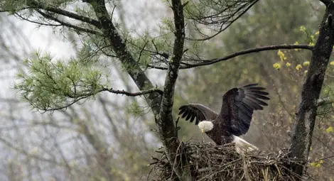 Руски телеком опрощава дълга на орлица, разорила сибирски учени