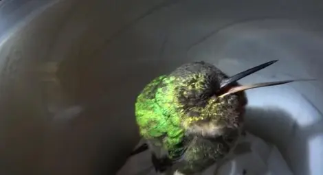 Уникалки кадри на спящо колибри - най-малката птица на Земята хърка като човек /видео/