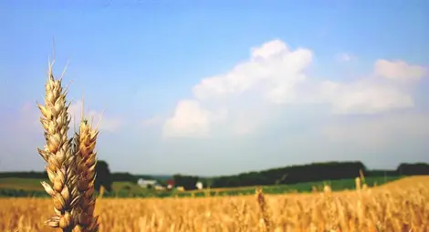 1100 лева за декар стига земята в Сливо поле