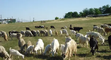 Животновъдите кандидатстват  от днес за субсидии de minimis