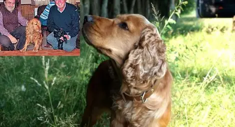 Треска за трюфели подлуди Делиормана