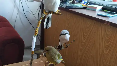 Конфискувани препарирани животни от Разград са предадени на музея в Русе