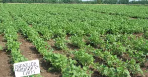 Държавата иска шоковите 177 000 лева рента от „Образцов чифлик“