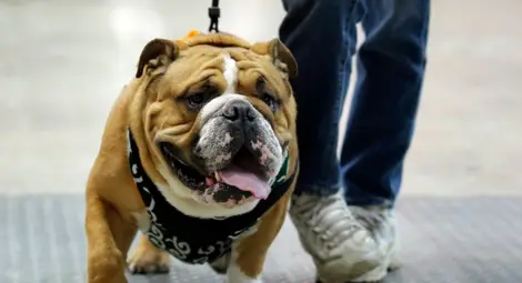 Булдог пиел вино и пушел марихуана