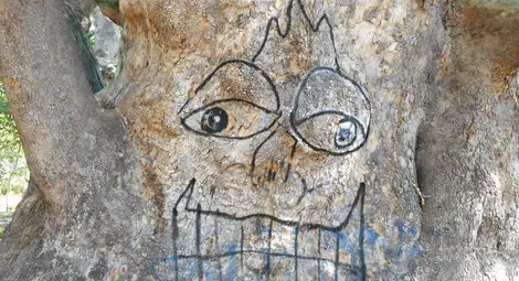 Вандали оскверниха 700-годишен чинар в Стара Загора /галерия/ Вандали оскверниха 700-годишен чинар в Стара Загора /галерия/