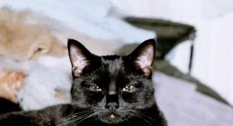 Суеверие или истина: Черните котки и мистерията около тях