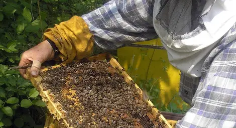 Фонд &bdquo;Земеделие&ldquo; дава още 100 хиляди на пчеларите