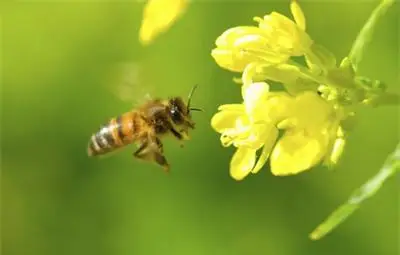 65-годишна бургазлийка издъхна за минути след ужилване от пчела