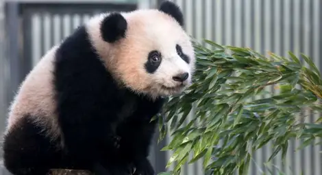Китайските власти забраниха снимките с панди