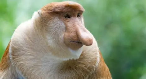 Най-абсурдните факти за животни на Земята