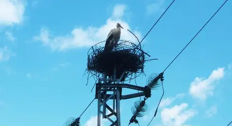 За поредна година ЕНЕРГО-ПРО полага грижи за опазване на белия щъркел в Североизточна България За поредна година ЕНЕРГО-ПРО полага грижи за опазване на белия щъркел в Североизточна България