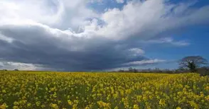 Фонд „Земеделие“ ще плаща за измръзнала рапица