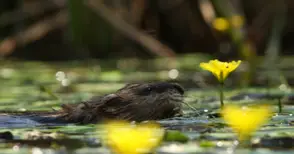 Невиждан гост уловен в обектива по Русенски Лом