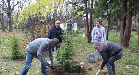 "М-Газ" обогати с големи кедри района около Мечката в Младежкия парк в Русе "М-Газ" обогати с големи кедри района около Мечката в Младежкия парк в Русе