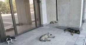 Поредният ухапан от куче взема 2000 лева от Общината