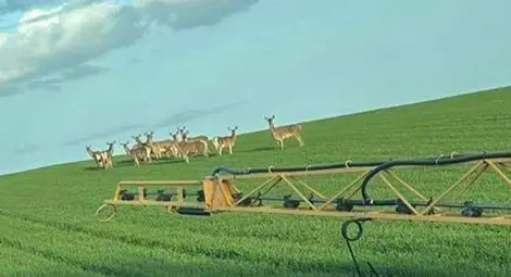 Охранителна фирма, препарати и изстрели не спасили 300 дка от опустошение от глигани Охранителна фирма, препарати и изстрели не спасили 300 дка от опустошение от глигани