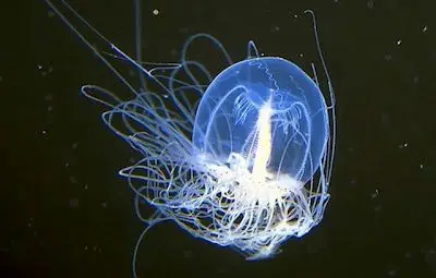 Учени посочиха петте безсмъртни животни /галерия/