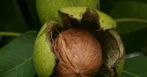 Субсидии увеличиха четворно ореховите овощни градини