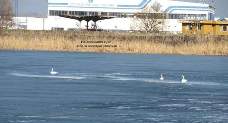 Пойни лебеди си харесаха за зимуване сгуроотвала на "Топлофикация Русе"