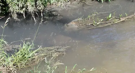 Русенски Лом отново потече в неестествен цвят