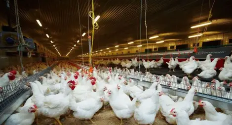 &bdquo;Градус&ldquo; завърши център за над 120 000 птици в Червена вода