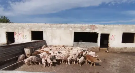 Свиневъди настояват за спешна среща със земеделския министър