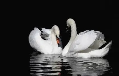 Днес е Международен ден на брачните агенции