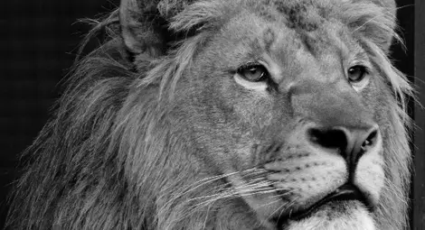 ЧЕТИРИ ЛАПИ: „Сбогом, Терез!“ Краят на тъжната история на братчетата лъвчета Терез и Масуд ЧЕТИРИ ЛАПИ: „Сбогом, Терез!“ Краят на тъжната история на братчетата лъвчета Терез и Масуд