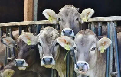Близо 1 млн. животни ще бъдат ваксинирани срещу болестта "син език"